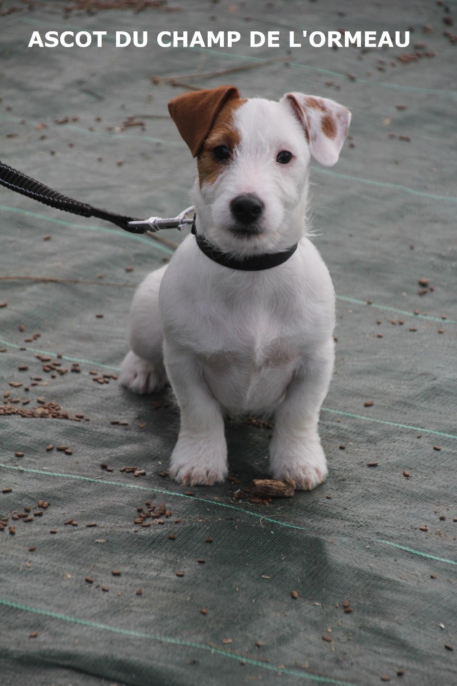 ASCOT DU CHAMP DE L'ORMEAU