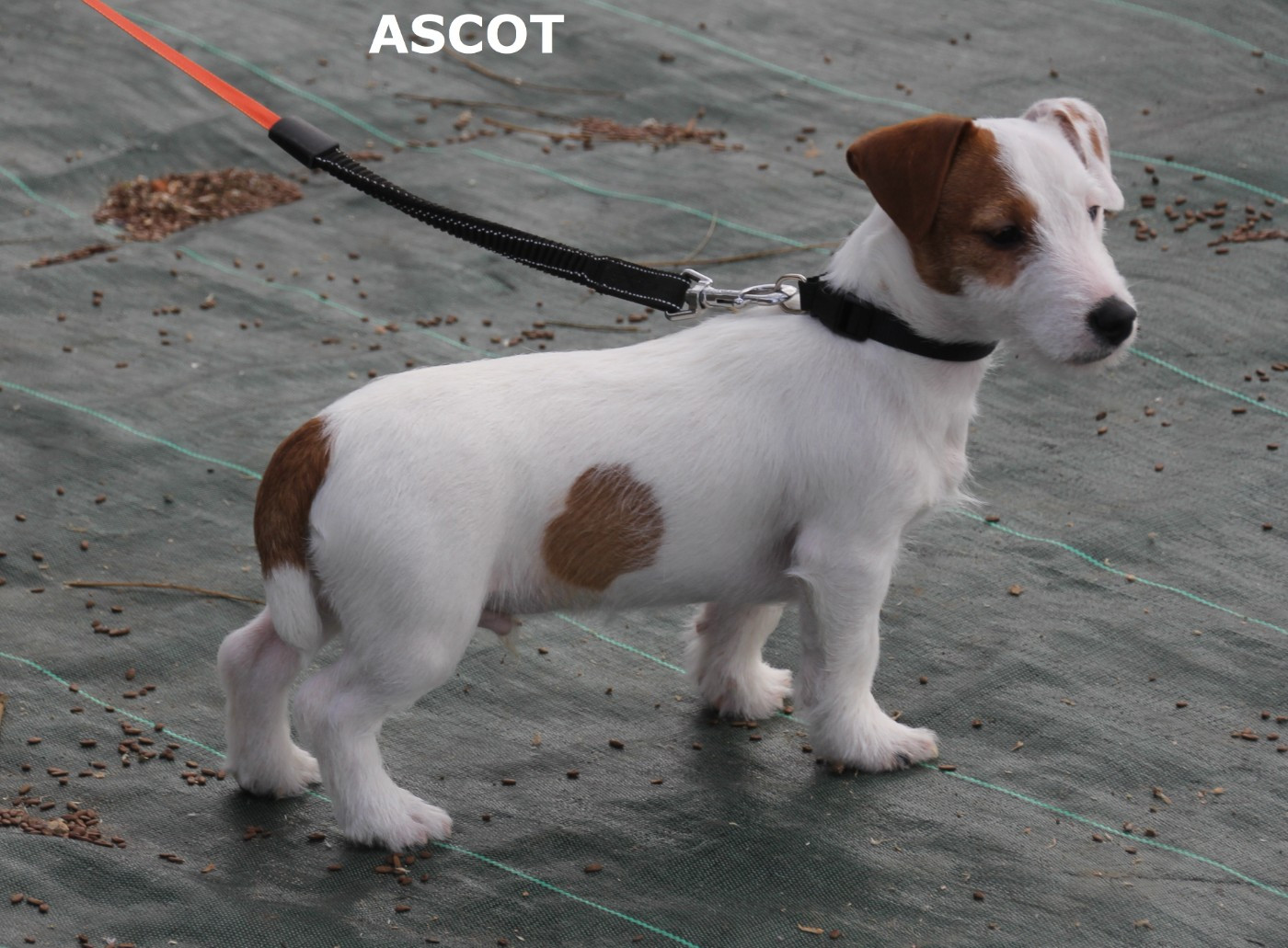 ASCOT DU CHAMP DE L'ORMEAU