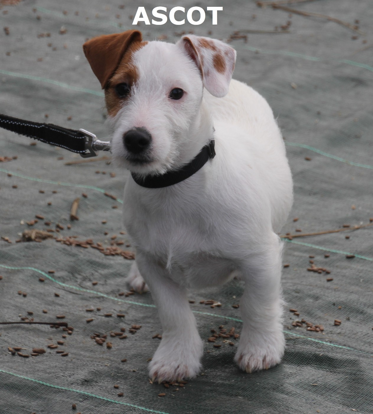 ASCOT DU CHAMP DE L'ORMEAU