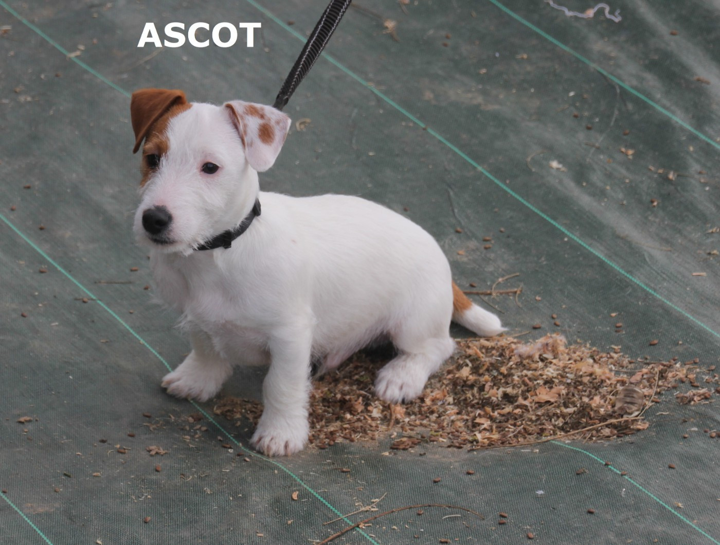 ASCOT DU CHAMP DE L'ORMEAU