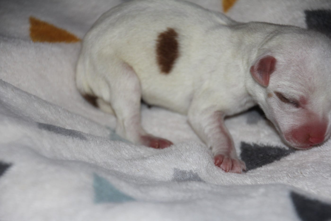 N° 1 - B.... du champ de L'Ormeau - FEMELLLE N° 1