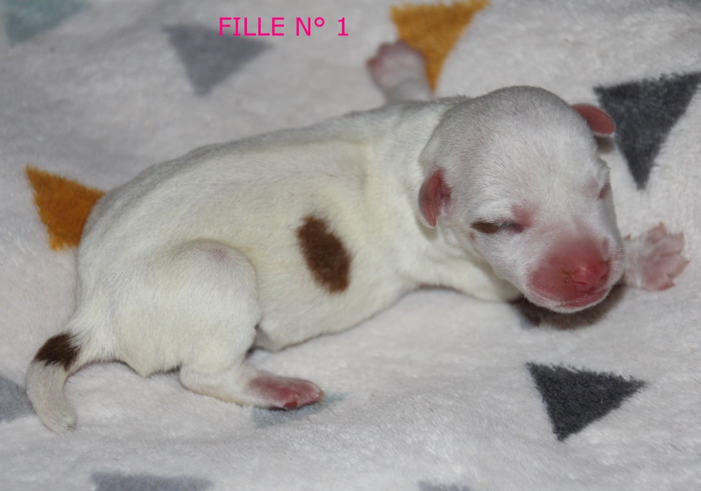 N° 1 - B.... du champ de L'Ormeau - FEMELLLE N° 1