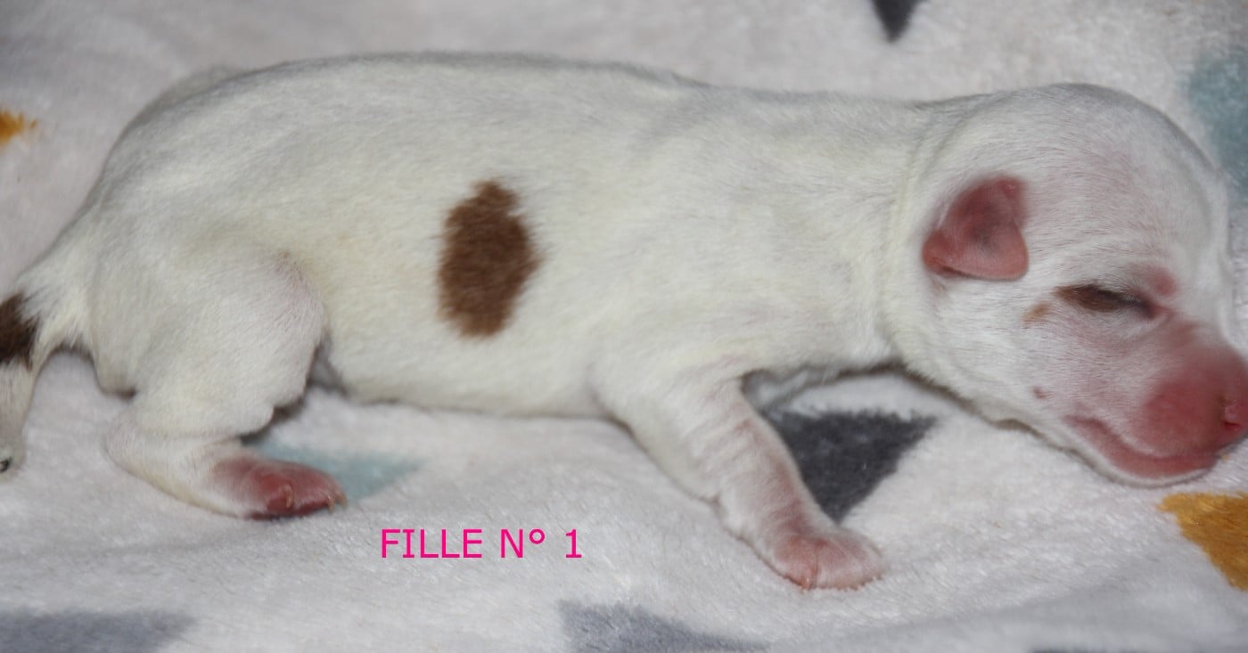 N° 1 - B.... du champ de L'Ormeau - FEMELLLE N° 1