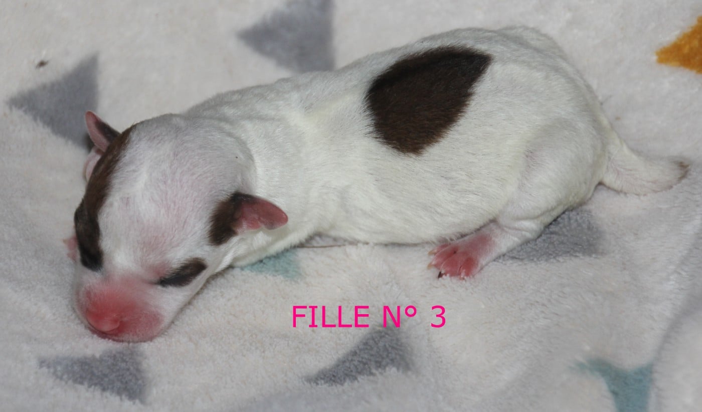 N° 3 - B.... du champ de L'Ormeau - FEMELLLE N° 3