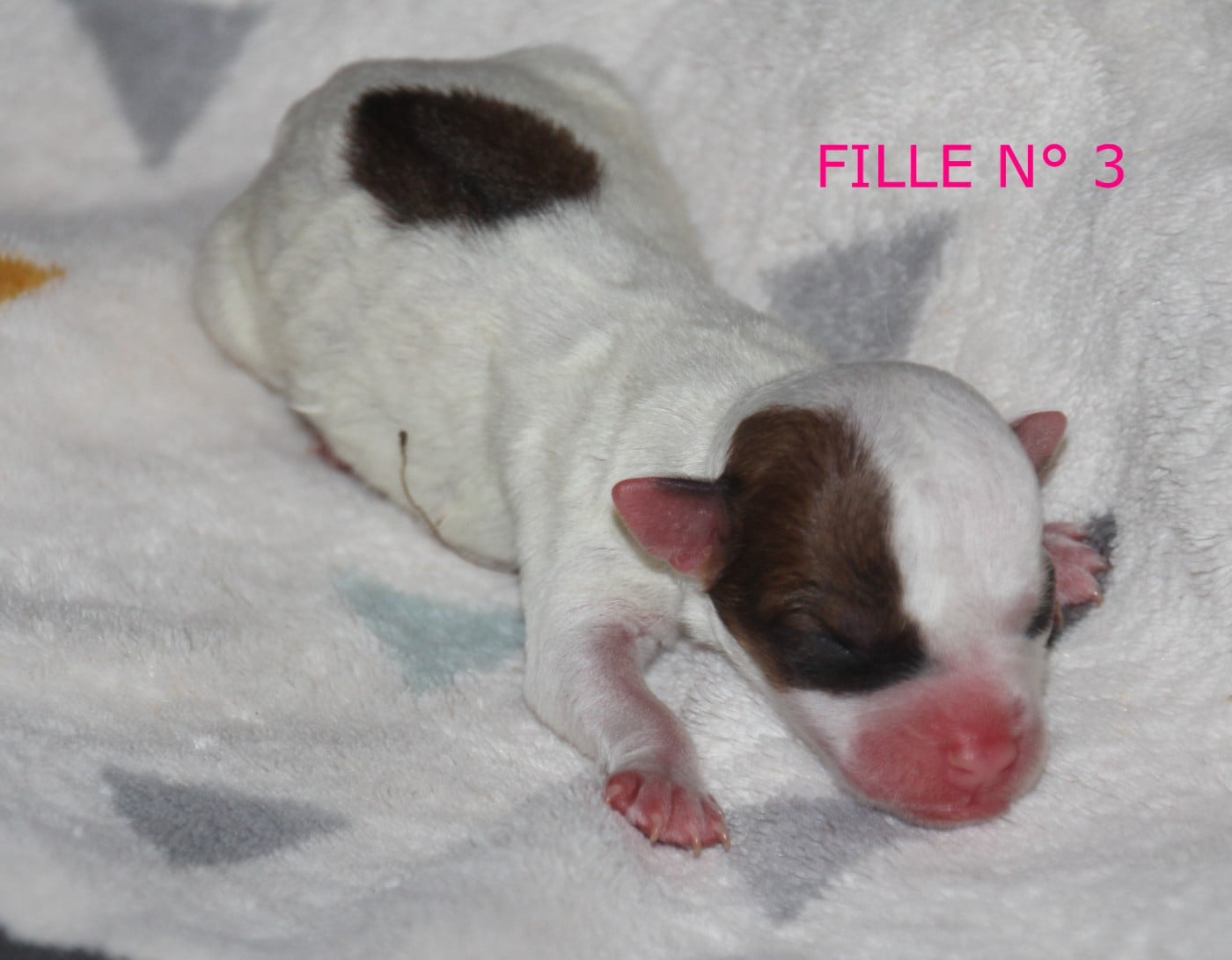 N° 3 - B.... du champ de L'Ormeau - FEMELLLE N° 3