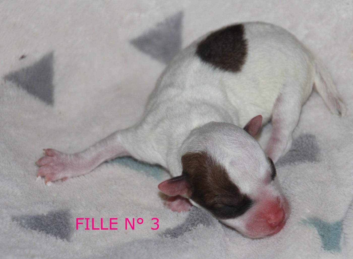 N° 3 - B.... du champ de L'Ormeau - FEMELLLE N° 3