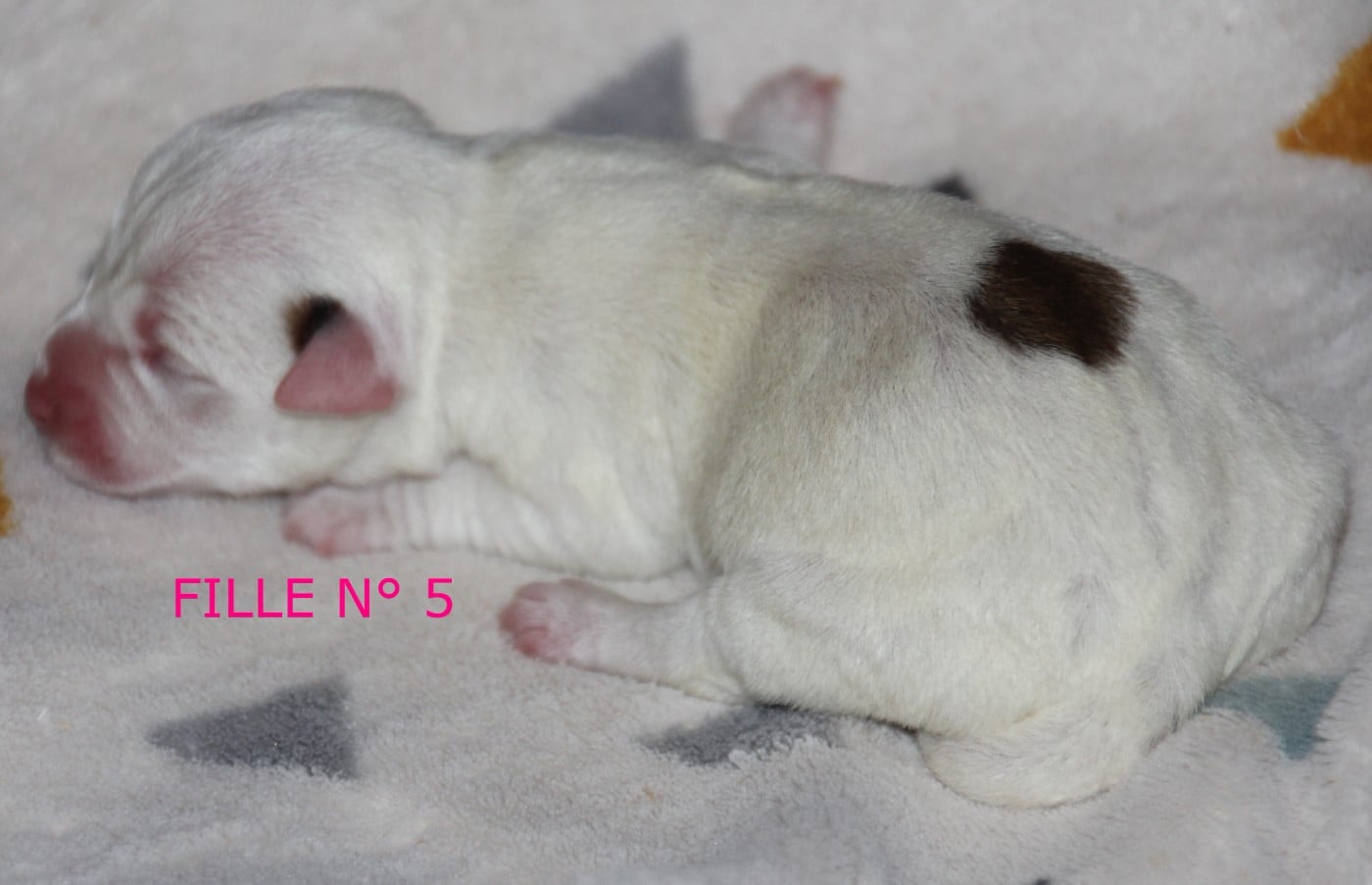 N° 5 - B...... du champ de L'Ormeau - Femelle N° 5