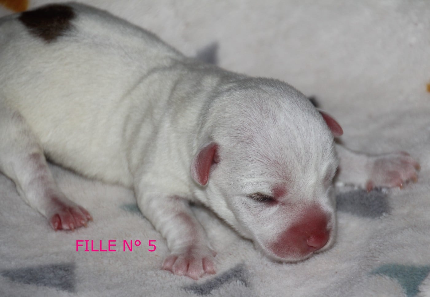 N° 5 - B...... du champ de L'Ormeau - Femelle N° 5