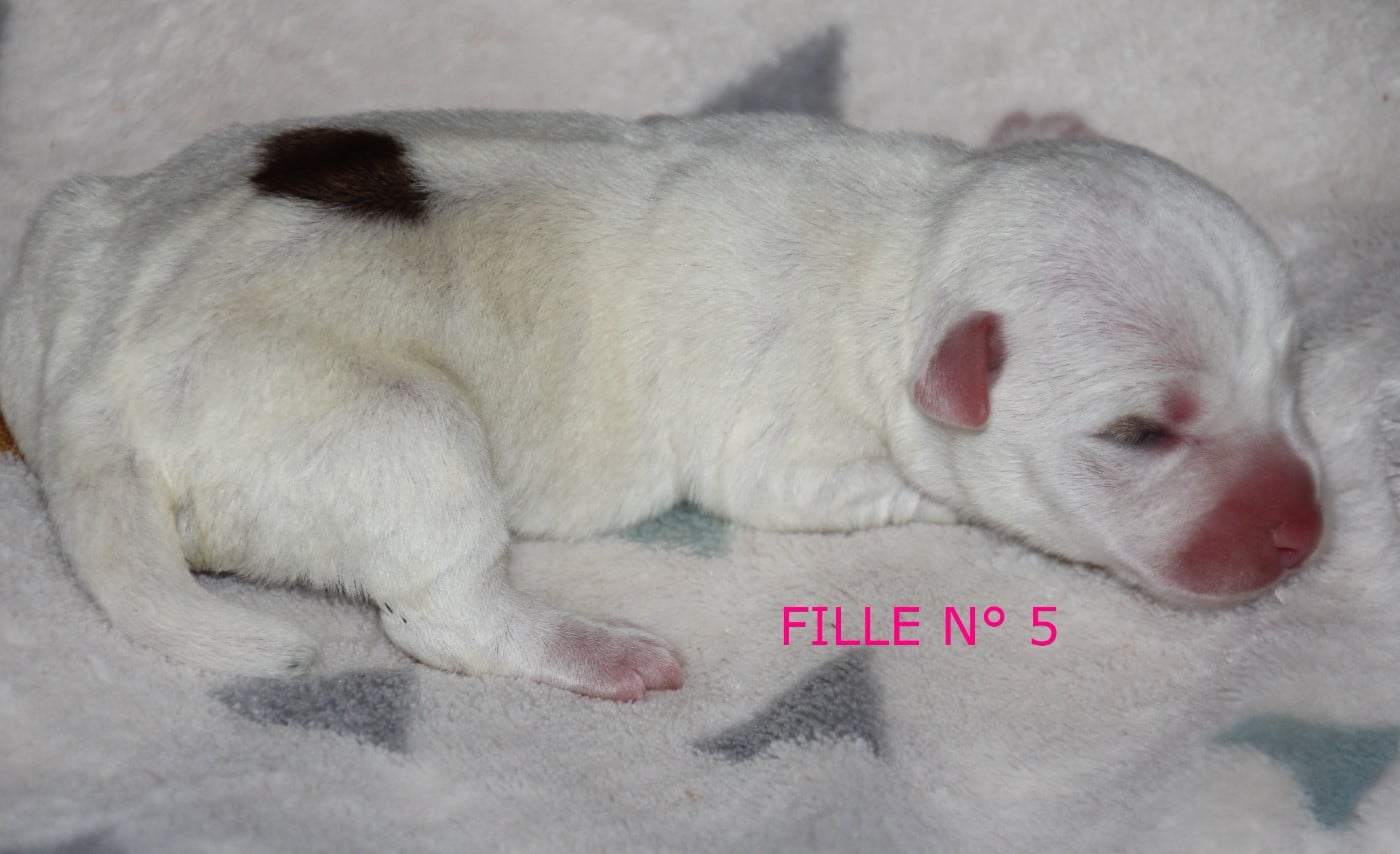 N° 5 - B...... du champ de L'Ormeau - Femelle N° 5