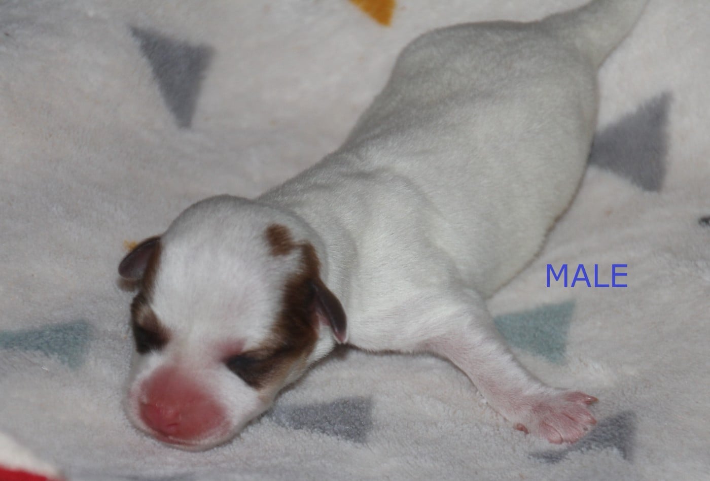 MALE - B........ du champ de L'Ormeau