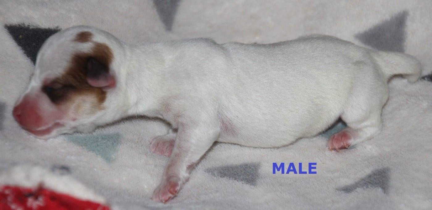 MALE - B........ du champ de L'Ormeau