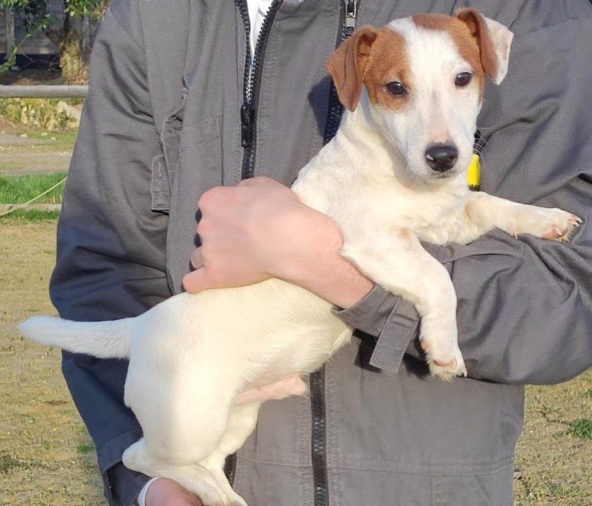 VOLT du champ de l'ormeau