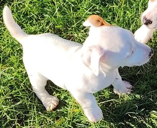 Viking du champ de l'ormeau