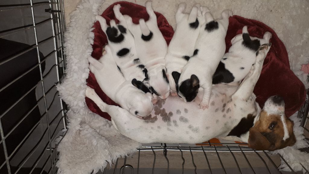 Du champ de l'ormeau - Jack Russell Terrier - Portée née le 16/10/2018