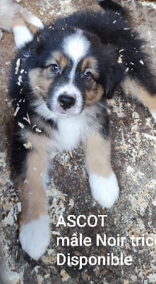 Les chiots de Berger Australien