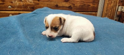Les chiots de Jack Russell Terrier