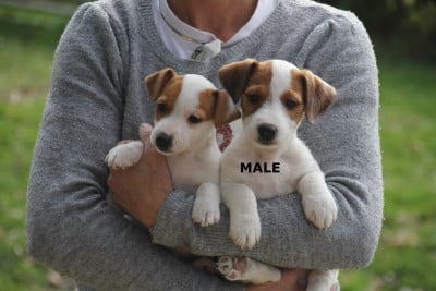 Les chiots de Jack Russell Terrier