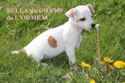 Les chiots de Jack Russell Terrier