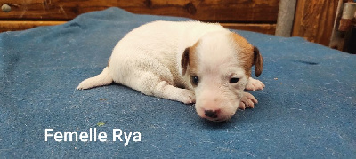 Les chiots de Jack Russell Terrier