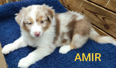 Les chiots de Berger Australien