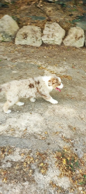 Les chiots de Berger Australien