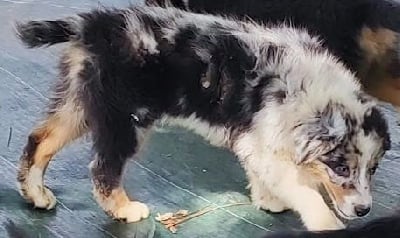 Les chiots de Berger Australien