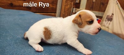 Les chiots de Jack Russell Terrier