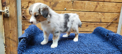 Les chiots de Berger Australien