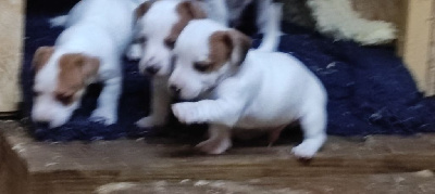 Les chiots de Jack Russell Terrier