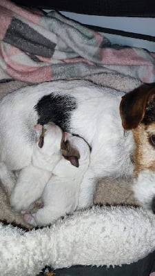 Les chiots de Jack Russell Terrier