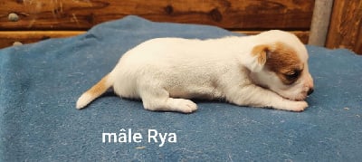 Les chiots de Jack Russell Terrier