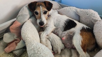 Jack Russell Terrier - Du champ de l'ormeau