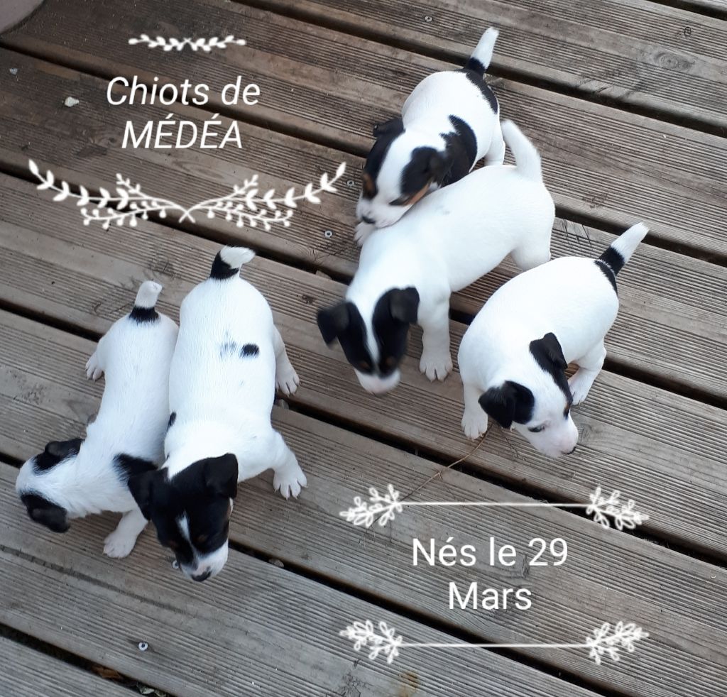 Du champ de l'ormeau - Jack Russell Terrier - Portée née le 29/03/2018