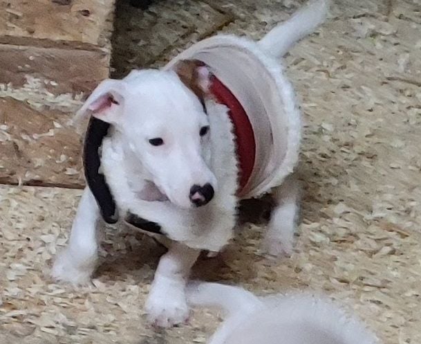 Viking du champ de l'ormeau