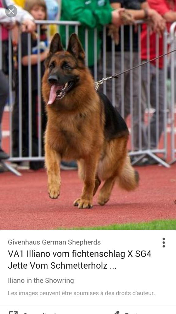 Accueil Elevage Du Champ De Lormeau Eleveur De Chiens