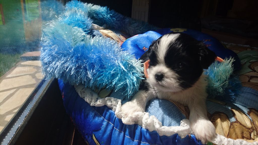 PETIT'POTE - Shih Tzu