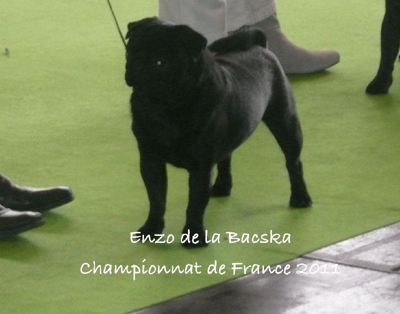 Enzo De la bacska - TB