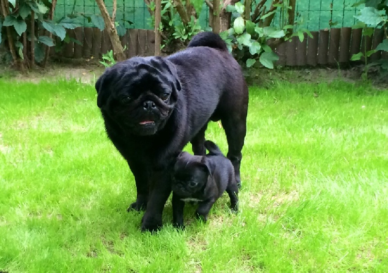 CH. baba henira Punch in face dit poncho - 1 er Excl CACS