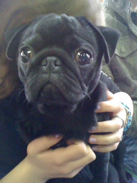 Enzo De la bacska - Très Prometteur Meilleur Puppy