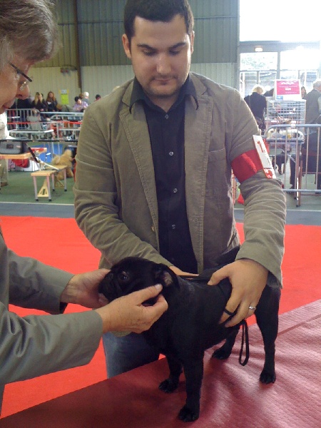 Enzo De la bacska - 1er excellent Meilleur Jeune LOF Confirmé