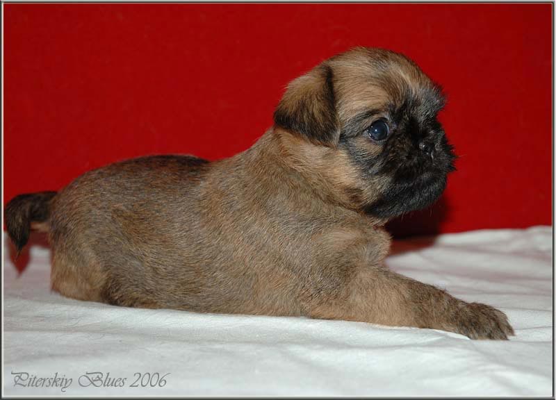 Publication : Des Totems Du Saskatchewan Auteur : des totems du saskatchewan