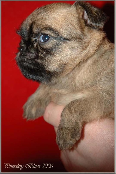 Publication : Des Totems Du Saskatchewan Auteur : des totems du saskatchewan