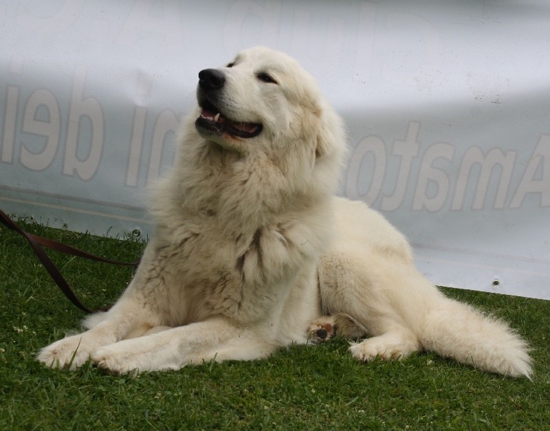 Publication : Della Rocca Dei Patous Auteur : Giraldi L.