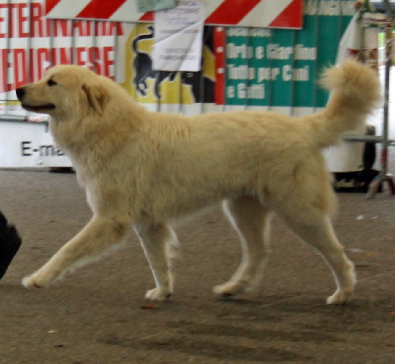 Publication : Della Rocca Dei Patous Auteur : Giraldi L.