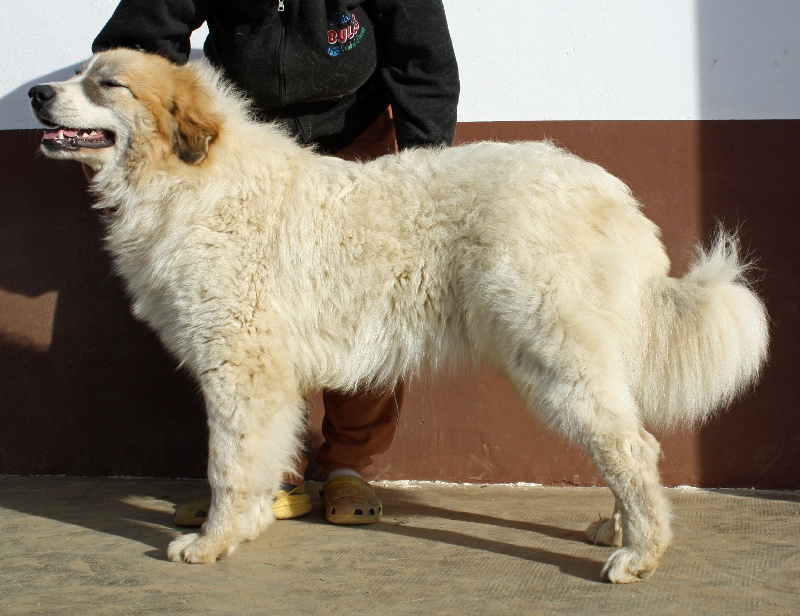 Publication : Della Rocca Dei Patous Auteur : Giraldi L.