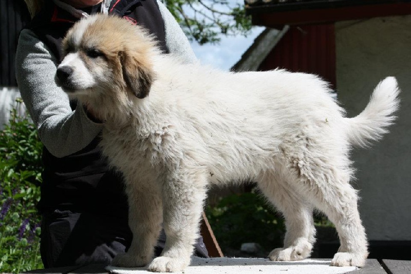 Publication : Della Rocca Dei Patous Auteur : Giraldi L.