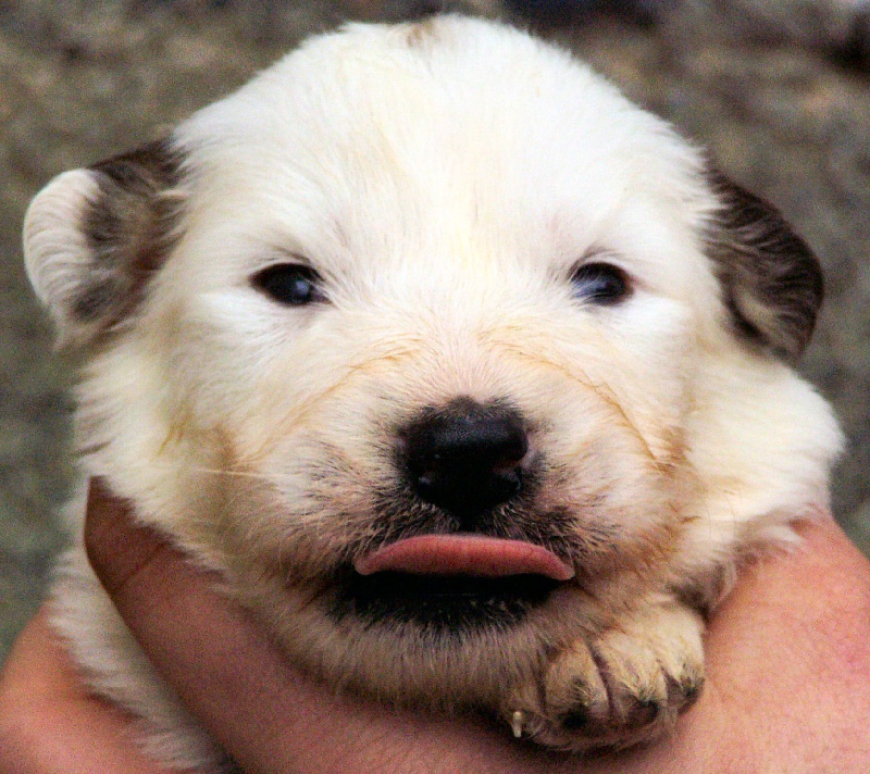 Publication : Della Rocca Dei Patous Auteur : Giraldi L.