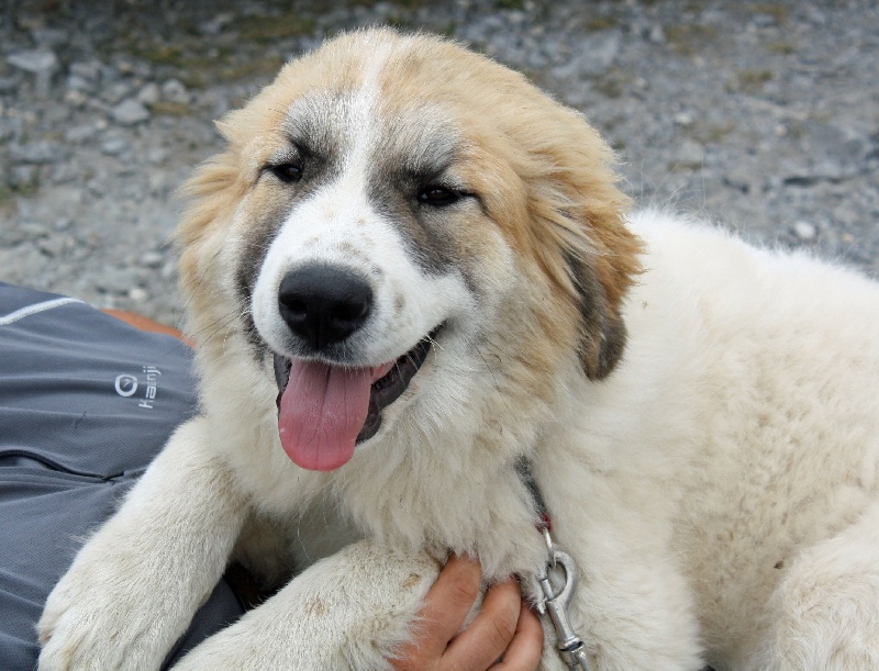 Publication : Della Rocca Dei Patous Auteur : Giraldi L.