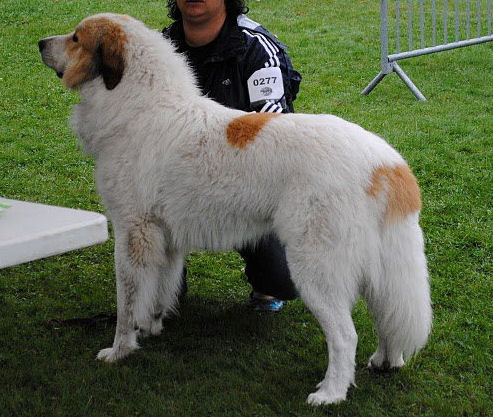 Publication : Della Rocca Dei Patous Auteur : Giraldi L.