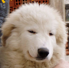 Publication : Della Rocca Dei Patous Auteur : L. Giraldi